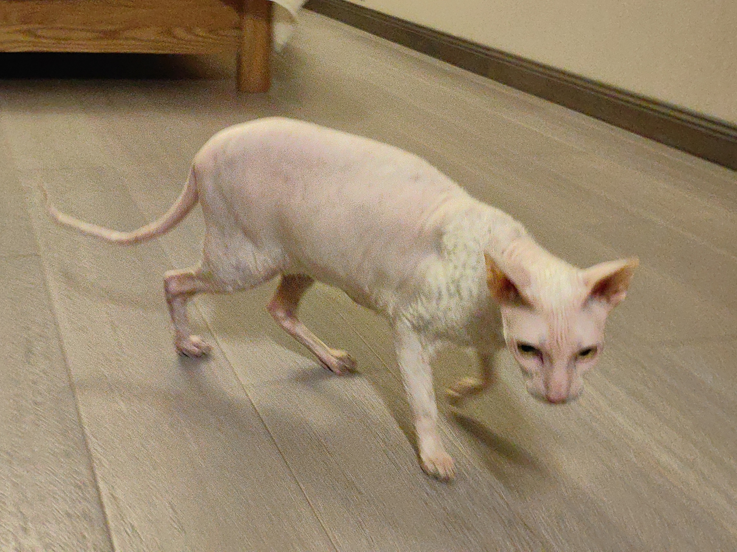 个人原因无法继续养,宠纯白色斯芬克斯无毛猫(牛奶),寻找有缘人免费赠与。